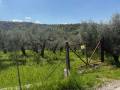 Terreno in vendita a CASTEL MADAMA Localit Colle Mare foto 11 di 13