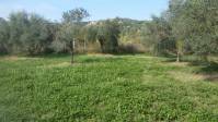 vendita Terreno a GUIDONIA via Birago