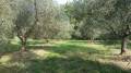 Terreno in vendita a GUIDONIA Via Birago foto 3 di 8