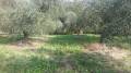 Terreno in vendita a GUIDONIA Via Birago foto 5 di 8